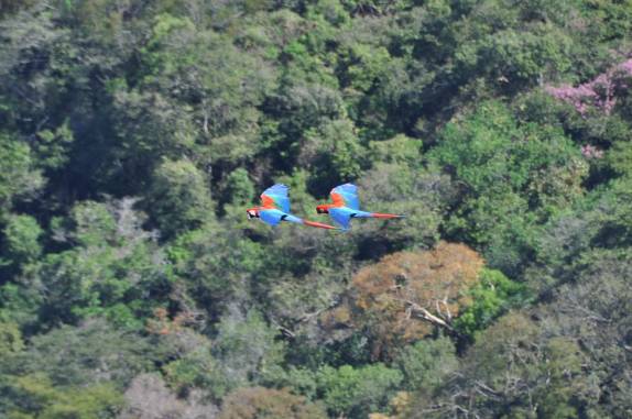 Um casal de araras coloridas dá um show em revoada no Centro Geodésico, na Chapada dos Guimarães, no Mato Grosso